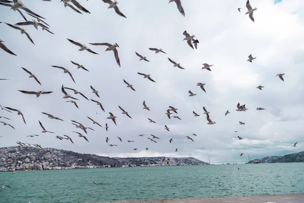 Sitting Flying Group Flock Seagulls Pier Water Sunny Day Seagulls — Stock Photo, Image