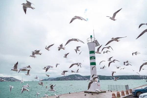 flying flock of seagulls on a pier near the water on a Sunny day. Seagulls flying near Light house. Light waves on the water. stanbul Tarabya