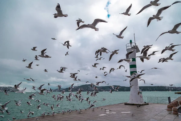 Flying Flock Seagulls Pier Water Sunny Day Seagulls Flying Light — Stock Photo, Image