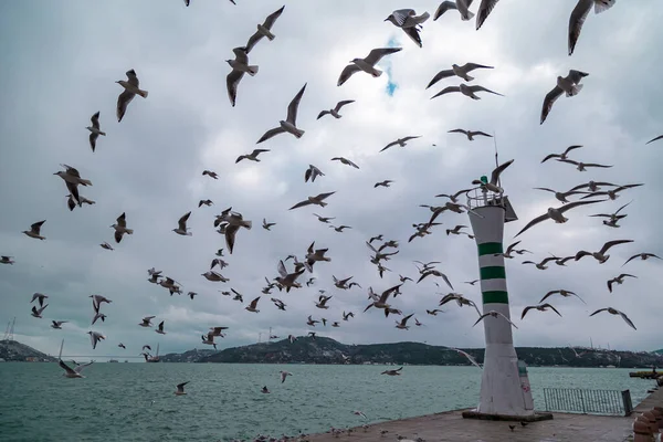 Flying Flock Seagulls Pier Water Sunny Day Seagulls Flying Light — Stock Photo, Image