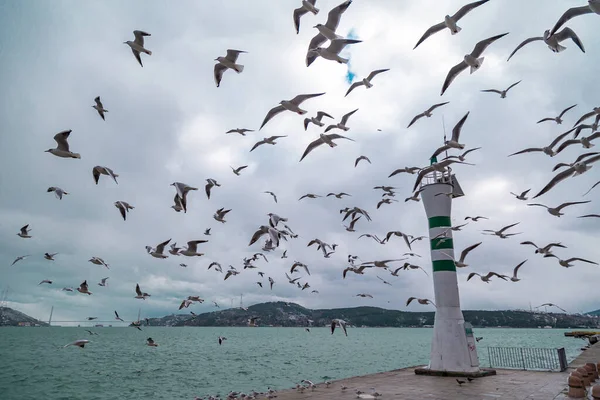 flying flock of seagulls on a pier near the water on a Sunny day. Seagulls flying near Light house. Light waves on the water. stanbul Tarabya