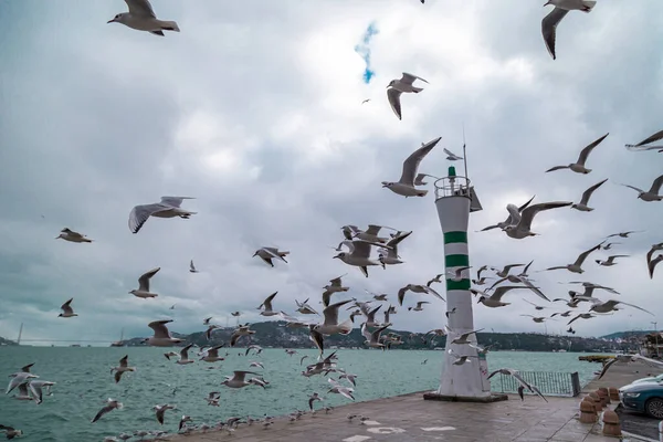 flying flock of seagulls on a pier near the water on a Sunny day. Seagulls flying near Light house. Light waves on the water. stanbul Tarabya