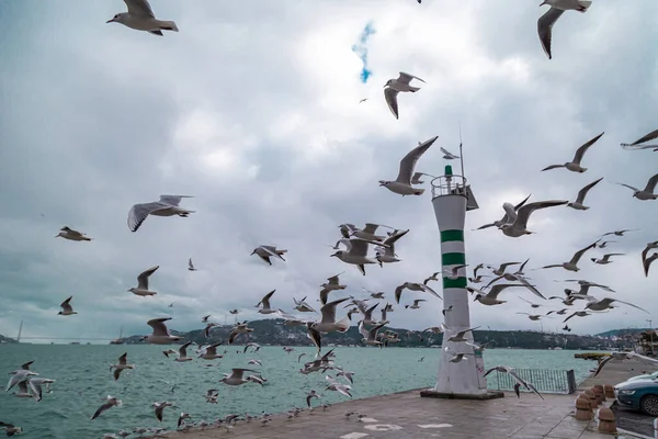 在阳光明媚的日子 一群海鸥在靠近水面的码头上飞翔 海鸥在光屋附近飞行 水面上的光波 毛里塔尼亚A — 图库照片