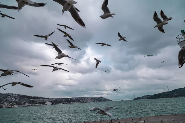 Gruppo Gabbiani Selvatici Che Volano Contro Cielo Blu Vista Panoramica — Foto Stock