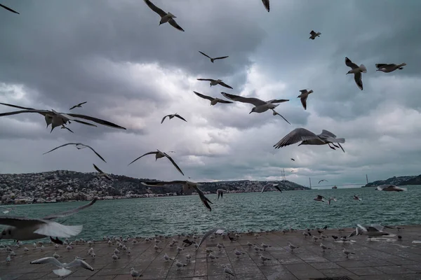 Mavi Gökyüzüne Karşı Uçan Bir Grup Martı Önünde Martılar Olan — Stok fotoğraf