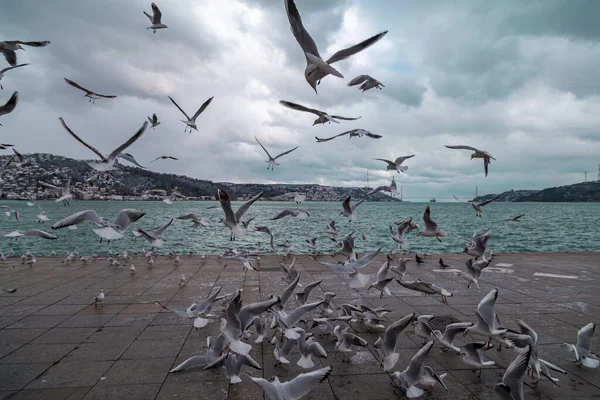 一群野生海鸥 在蓝色的天空中飞翔 土耳其伊斯坦布尔Tarabya著名旅游胜地的全景 前面有海鸥 — 图库照片