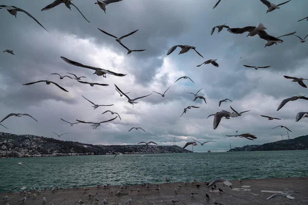 一群野生海鸥 在蓝色的天空中飞翔 土耳其伊斯坦布尔Tarabya著名旅游胜地的全景 前面有海鸥 — 图库照片