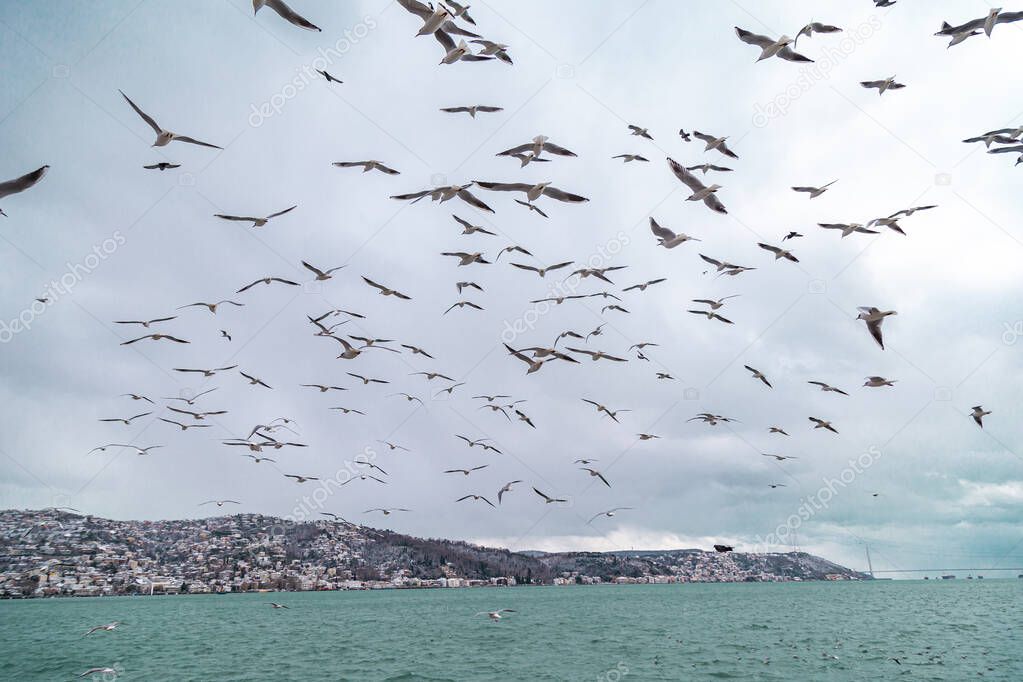 Sitting and flying group or flock of seagulls on a pier near the water on a Sunny day. Seagulls preen their feathers group. Light waves on the water. stanbul Tarabya