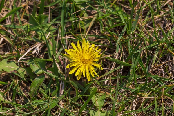 Fleurs Jaunes Printemps Sur Fond Herbe Verte — Photo