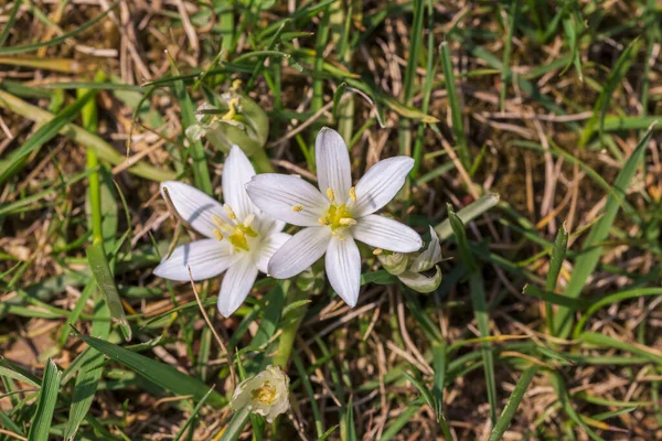 Yeşil Bir Arka Planda Beyaz Bahar Çiçekleri — Stok fotoğraf