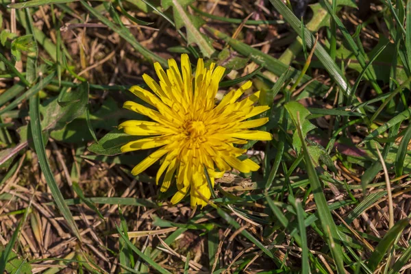 Yellow Spring Flowers Green Grass Background — Stock Photo, Image