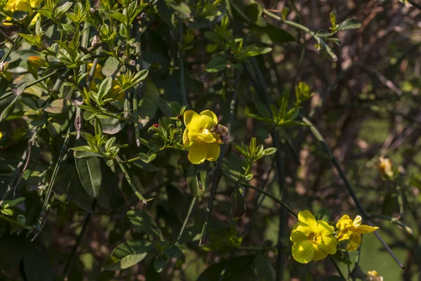 Желтые Весенние Цветы Размытом Фоне Весеннее Цветущее Дерево — стоковое фото