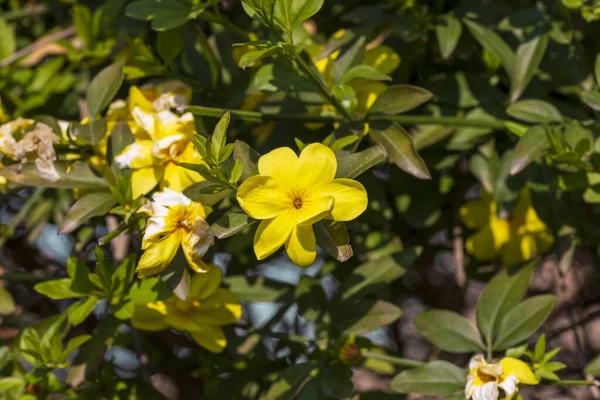 Yellow Spring Flowers Blurred Background Spring Blooming Tree — Stock Photo, Image