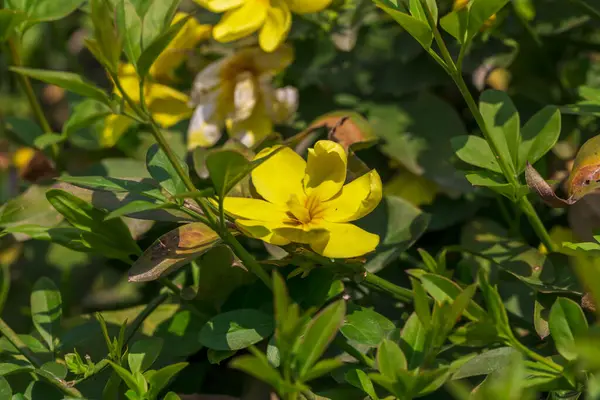 Fiori Gialli Primavera Uno Sfondo Sfocato Albero Fiorito Primavera — Foto Stock