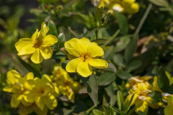 Gele Lentebloemen Tegen Een Wazige Achtergrond Voorjaarsbloeiende Boom — Stockfoto