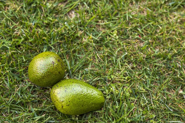 Twee Avocado Groene Gras Achtergrond Vegetarisch Eten Mexicaans Eten Tropisch — Stockfoto