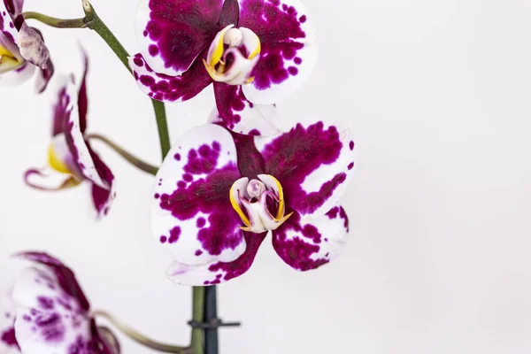 Phalaenopsis Červený Bílý Pruh Hybridní Orchidej Květ Měkkým Ostřením Bílým — Stock fotografie