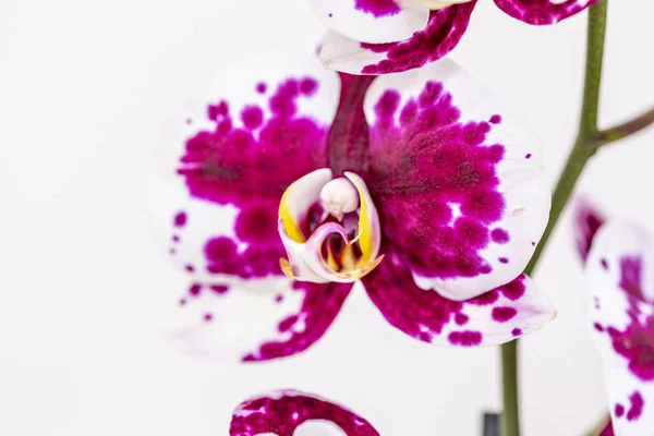 Phalaenopsis Red White Stripe Flor Orquídea Híbrida Com Foco Suave — Fotografia de Stock