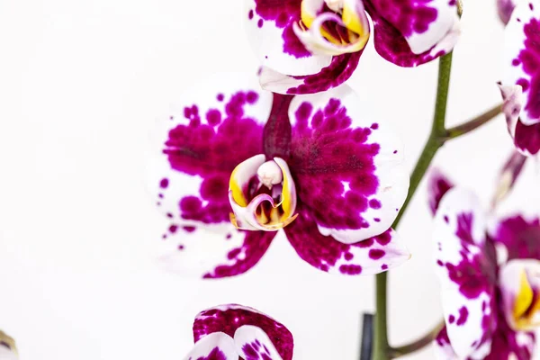Phalaenopsis Red White Stripe Flor Orquídea Híbrida Com Foco Suave — Fotografia de Stock