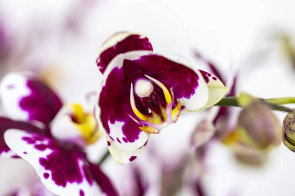 Phalaenopsis Red White Stripe Hybride Fleur Orchidée Avec Foyer Doux — Photo