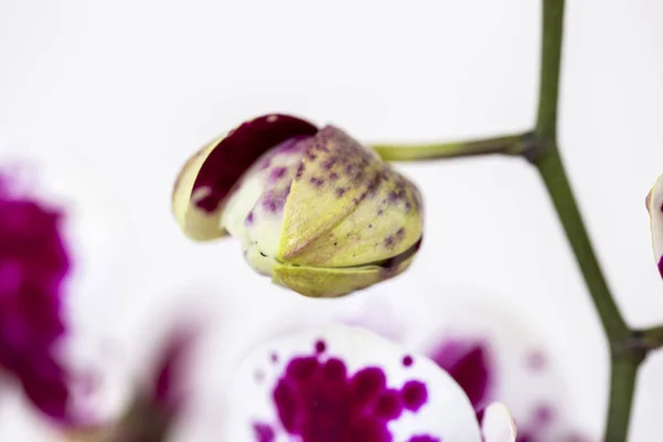 Phalaenopsis Red White Stripe Flor Orquídea Híbrida Com Foco Suave — Fotografia de Stock