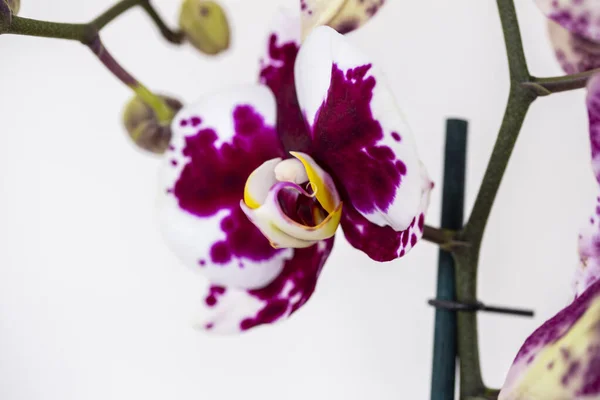 Phalaenopsis Červený Bílý Pruh Hybridní Orchidej Květ Měkkým Ostřením Bílým — Stock fotografie