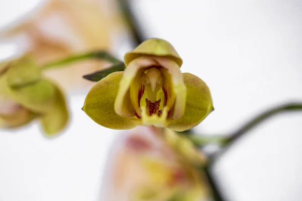 Phalaenopsis Μωβ Λευκή Ρίγα Υβριδικό Λουλούδι Ορχιδέας Ανθίζει Απαλή Εστίαση — Φωτογραφία Αρχείου