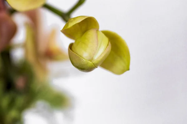 Phalaenopsis Jaune Vert Hybride Fleur Orchidée Avec Foyer Doux Fond — Photo