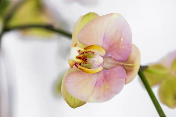 Phalaenopsis Jaune Vert Hybride Fleur Orchidée Avec Foyer Doux Fond — Photo