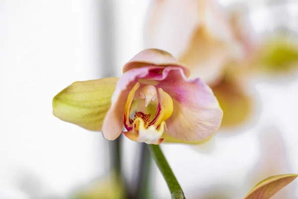 Flor Híbrida Verde Amarela Orquídea Phalaenopsis Com Foco Macio Fundo — Fotografia de Stock