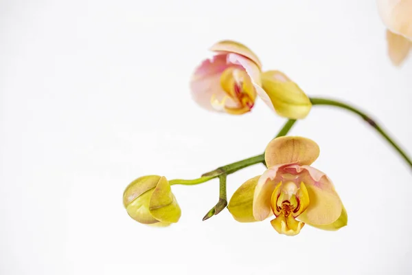 Flor Híbrida Verde Amarela Orquídea Phalaenopsis Com Foco Macio Fundo — Fotografia de Stock