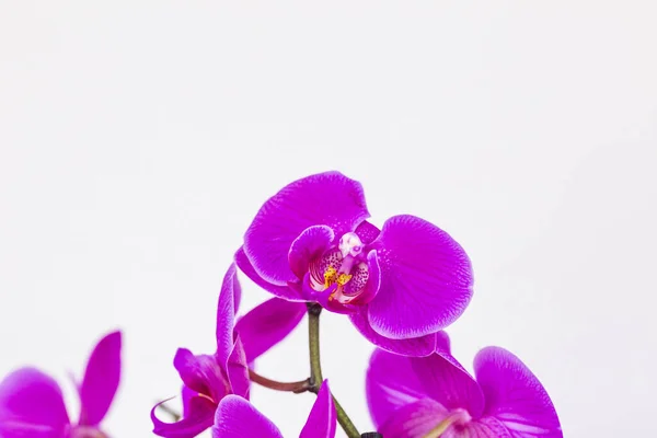 Phalaenopsis Fleur Hybride Pourpre Orchidée Avec Foyer Doux Fond Blanc — Photo