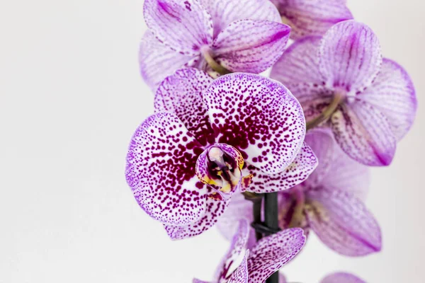 花序紫色的白色杂交兰花花 花序柔和 花序白色背景 化妆品 化妆品的热带花卉设计元素 — 图库照片