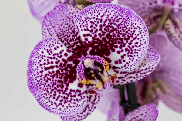 Phalaenopsis Listras Brancas Roxas Flor Orquídea Híbrida Com Foco Suave — Fotografia de Stock