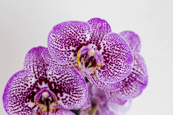 Phalaenopsis Purple White Stripe Hybrid Orchid Flower Bloom Soft Focus — Stock Photo, Image