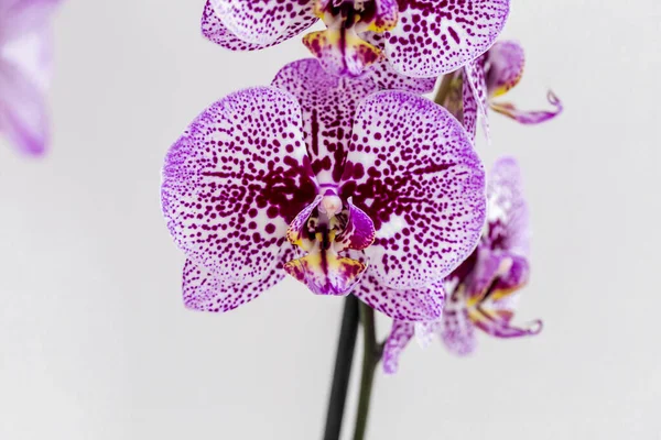 Phalaenopsis Violett Weiß Gestreift Hybrid Orchideenblüte Mit Weichem Fokus Und — Stockfoto