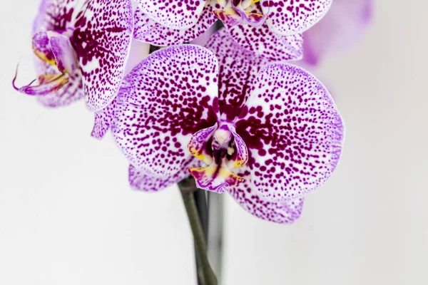 Phalaenopsis Μωβ Λευκή Ρίγα Υβριδικό Λουλούδι Ορχιδέας Ανθίζει Απαλή Εστίαση — Φωτογραφία Αρχείου