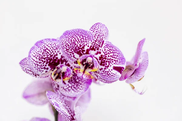 Phalaenopsis Fialový Bílý Pruh Hybridní Orchidej Květ Měkkým Ostřením Bílým — Stock fotografie