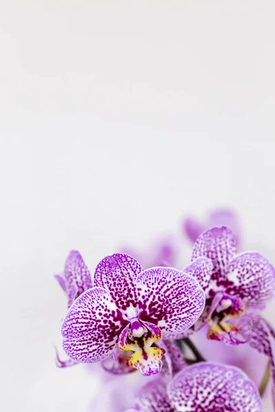 Phalaenopsis Listras Brancas Roxas Flor Orquídea Híbrida Com Foco Suave — Fotografia de Stock