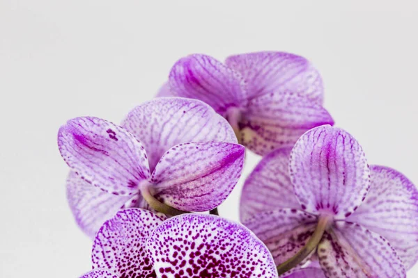 Phalaenopsis Violett Weiß Gestreift Hybrid Orchideenblüte Mit Weichem Fokus Und — Stockfoto