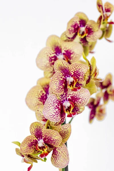 Phalaenopsis Giallo Striscia Rossa Fiore Ibrido Orchidea Fioritura Con Messa — Foto Stock