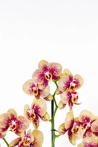 Phalaenopsis Jaune Bande Rouge Hybride Fleur Orchidée Avec Foyer Doux — Photo