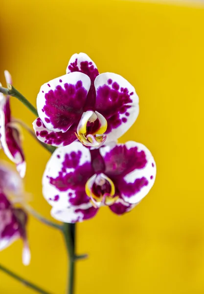 Phalaenopsis Listras Vermelhas Amarelas Flor Híbrida Orquídea Com Foco Macio — Fotografia de Stock