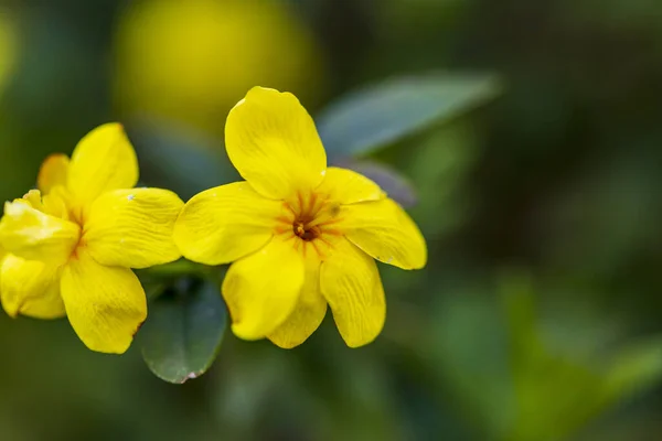 Fiori Gialli Primavera Uno Sfondo Sfocato Albero Fiorito Primavera — Foto Stock