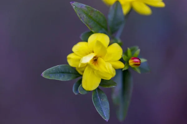 Fiori Gialli Primavera Uno Sfondo Sfocato Albero Fiorito Primavera — Foto Stock