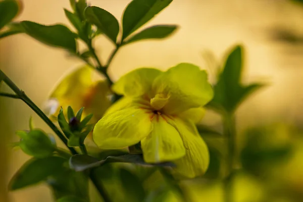 Fiori Gialli Primavera Uno Sfondo Sfocato Albero Fiorito Primavera — Foto Stock