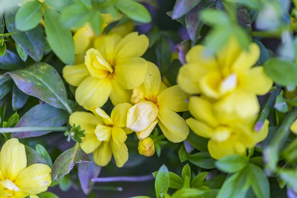 Fiori Gialli Primavera Uno Sfondo Sfocato Albero Fiorito Primavera — Foto Stock