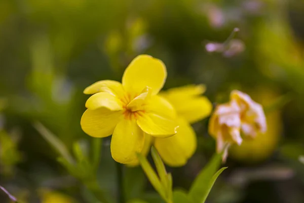 Fiori Gialli Primavera Uno Sfondo Sfocato Albero Fiorito Primavera — Foto Stock