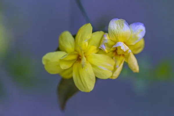 Bulanık Arka Planda Sarı Bahar Çiçekleri Bahar Çiçekli Ağaç — Stok fotoğraf