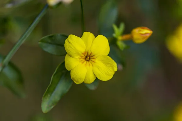 Fiori Gialli Primavera Uno Sfondo Sfocato Albero Fiorito Primavera — Foto Stock